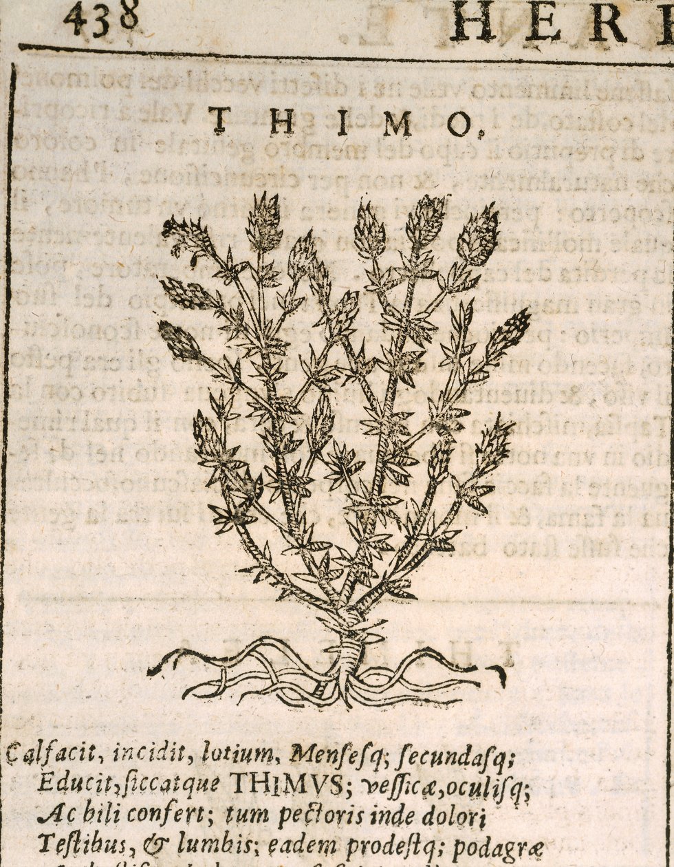 Tymián obecný (Thymus vulgaris), rytina od Castore Durante od Italian School