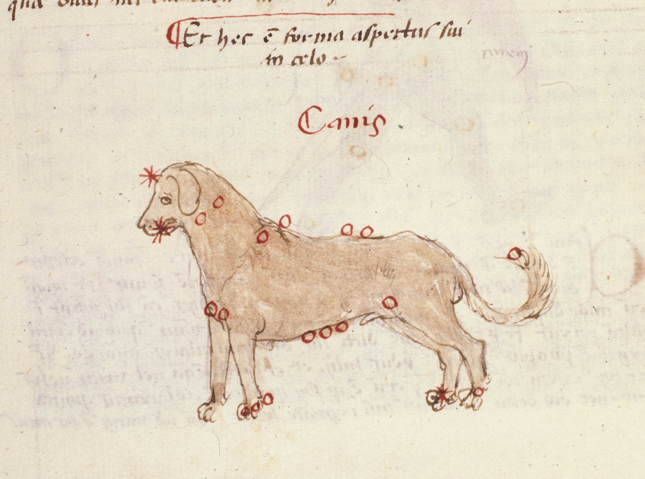 Souhvězdí psa (Canis). Miniatura z "" Astronomica" od Biasino da Parma (Blaise de Parma) (1425-1457) od Italian School
