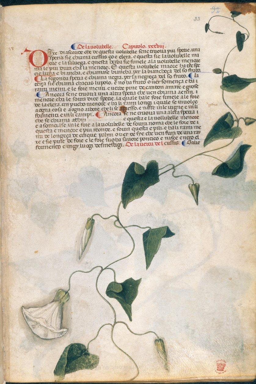 Convolvulus Plant, ilustrace z 