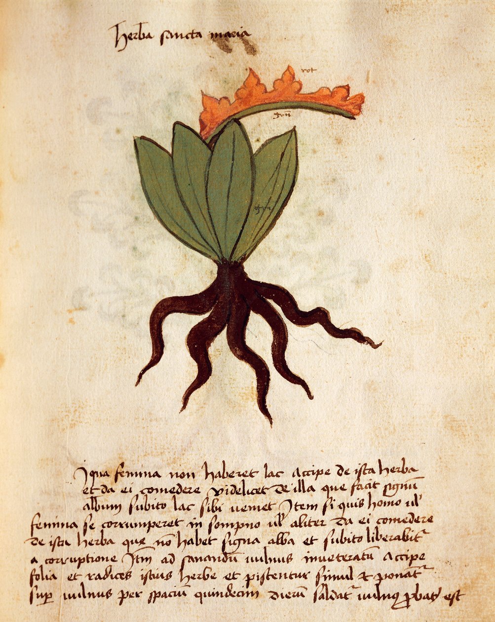 Rostlinná nebo balzámová bylina (Tanacetum balsamita) od Italian School