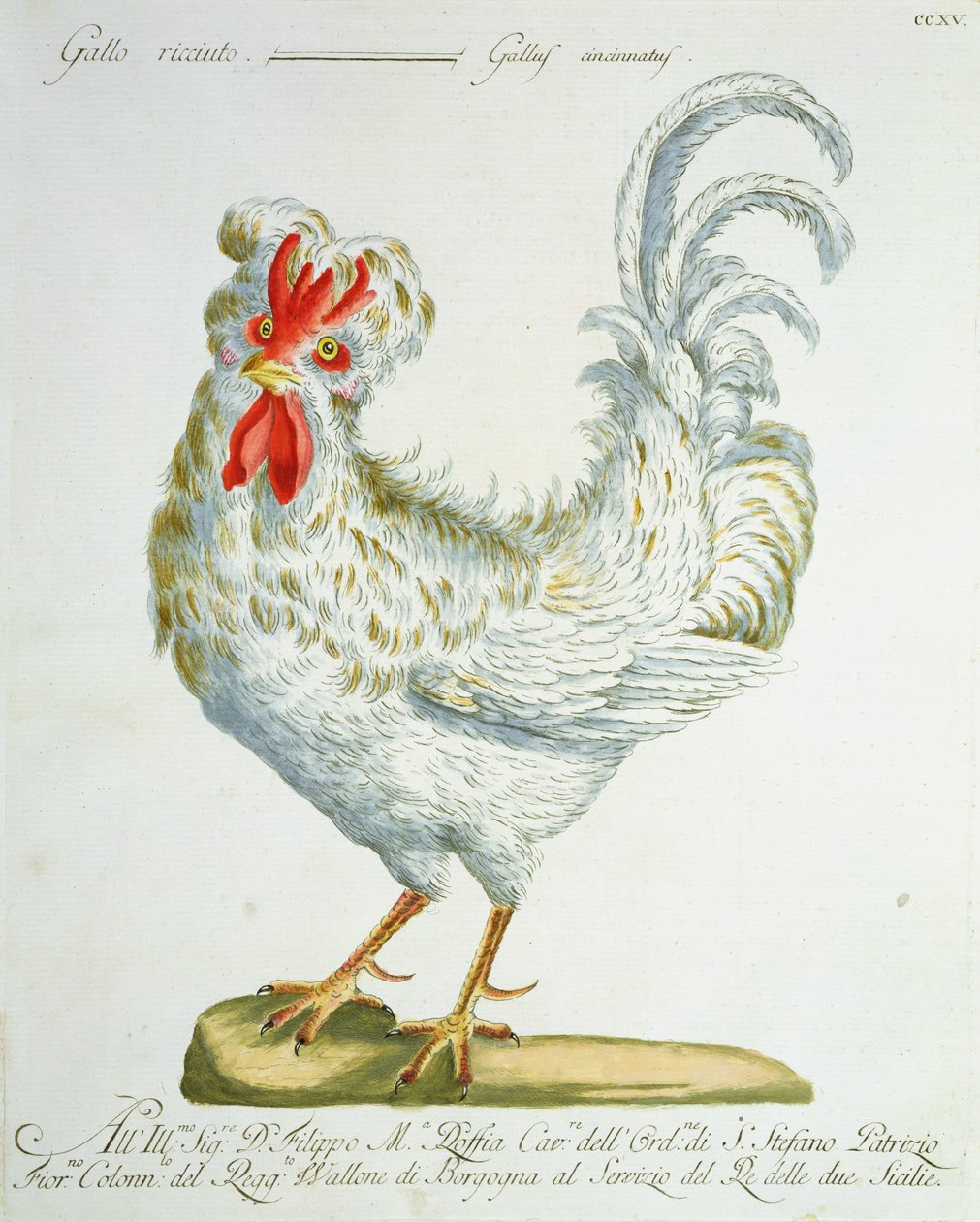 Kohout kudrnatý, asi 1767-76 (ručně kolorovaná rytina) od Italian School
