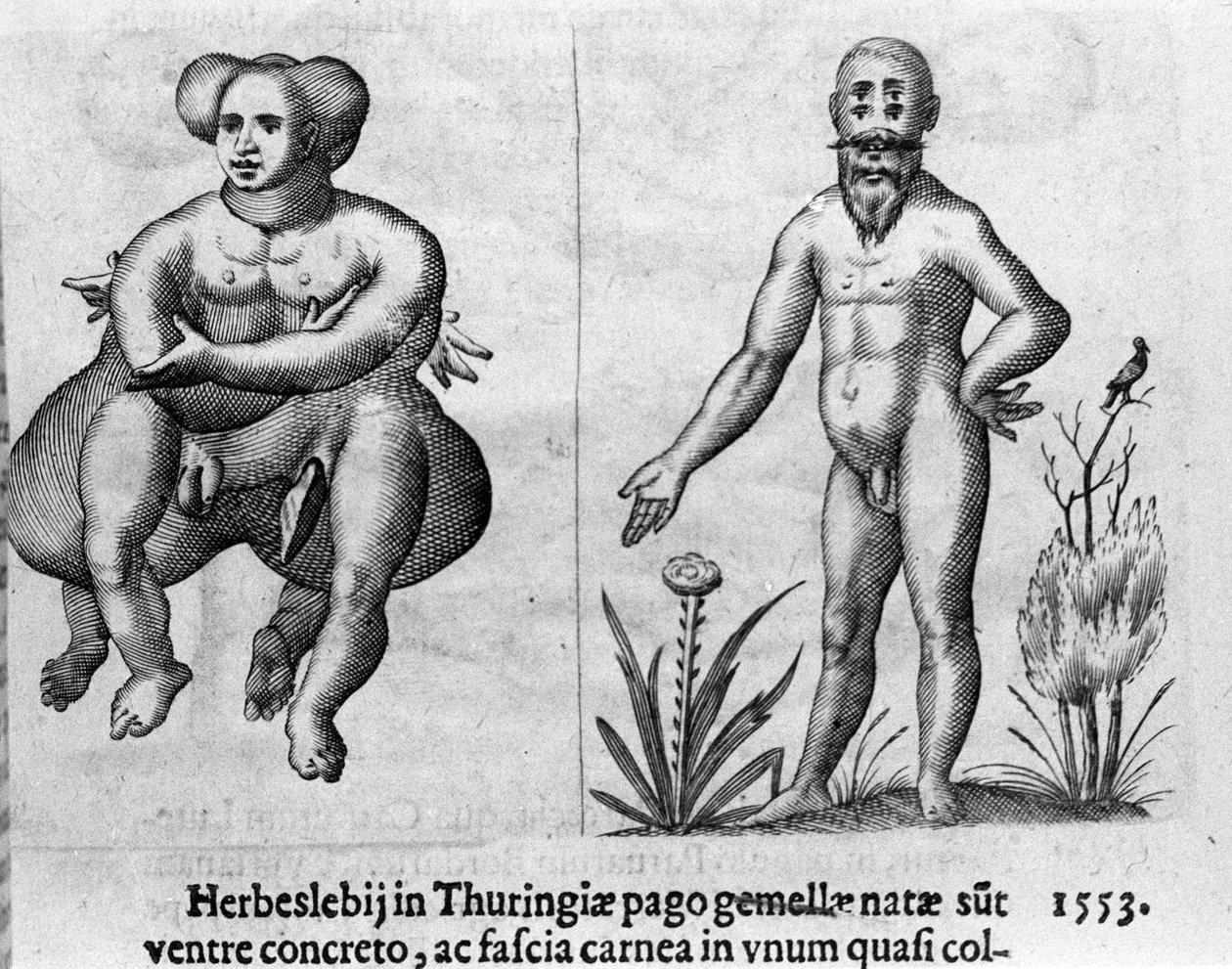 Různé typy lidských monster. Rytina z "Povaha příšer, jejich příčiny a rozdíly" od Fortunia Ačkoliiho (1577-1656), italského vědce. 1646 od Italian School
