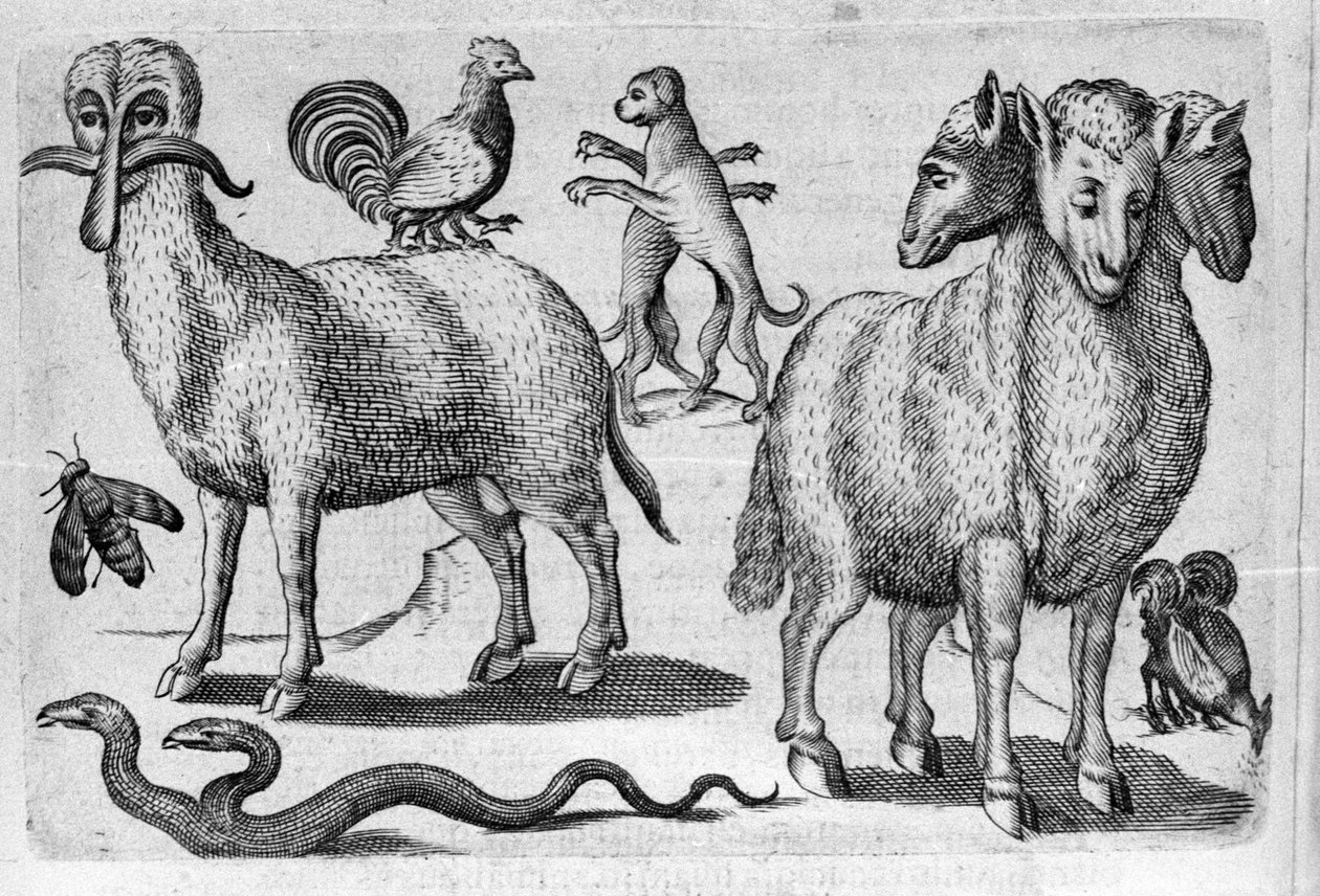 Různé druhy monstrózních zvířat s více těly nebo abnormálním počtem končetin. Rytina z „De monstrorum natura, causis et differentiis“ od Fortunia Licetiho (1577-1656), italského vědce. 1646 od Italian School