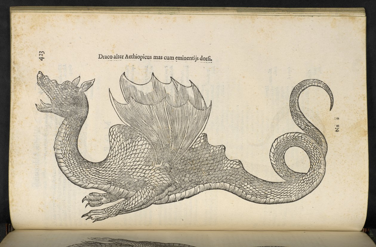 Etiopský drak „Had a dračí historická kniha druhá“, Bologna, Ulisse Aldrovandi od Italian School