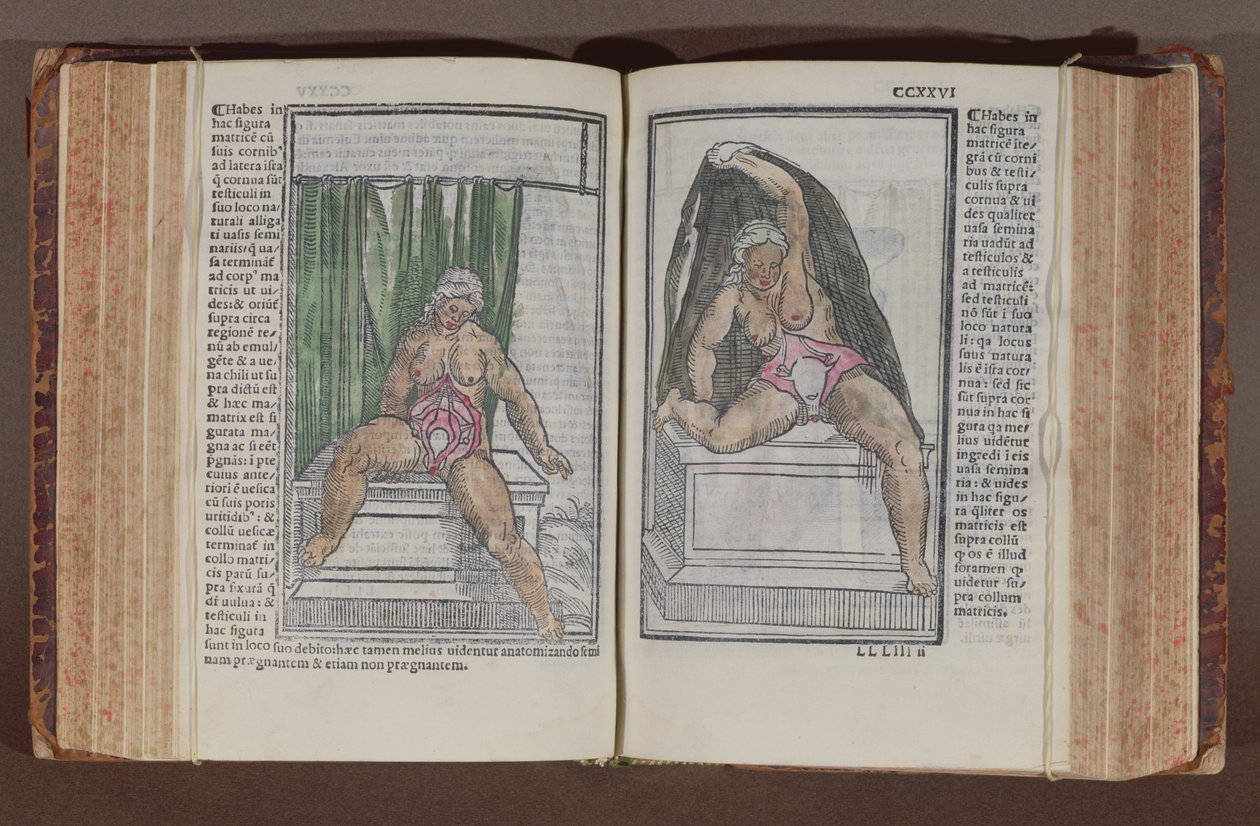 Ženská anatomie, z komentářů k světové anatomii s nejvelkolepějšími doplňky, Jacopo Berengario da Carpi (asi 1460-asi 1530), publikovaná v Bologni, 1521 (barevný dřevořez) od Italian School