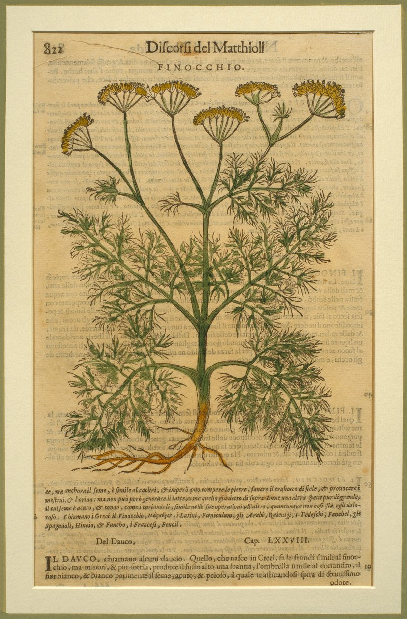 Fenykl, botanická deska z Discorsi od Pietra Andrea Mattioliho (1501-77) publikovaná v Benátkách, 1570 od Italian School