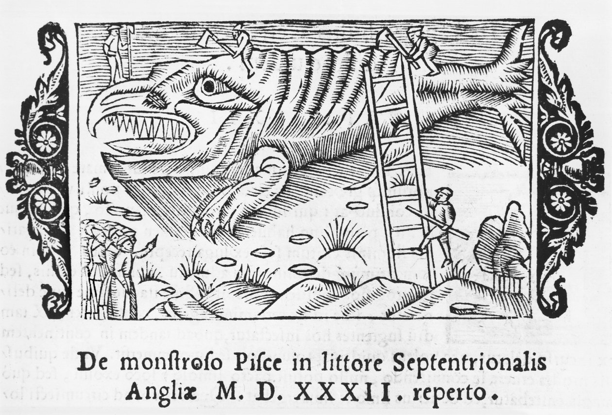 Rybí monstrum, ilustrace z Dějiny severních národů od Olause Magnuse (1490-1558), vydané v Římě, 1555 od Italian School
