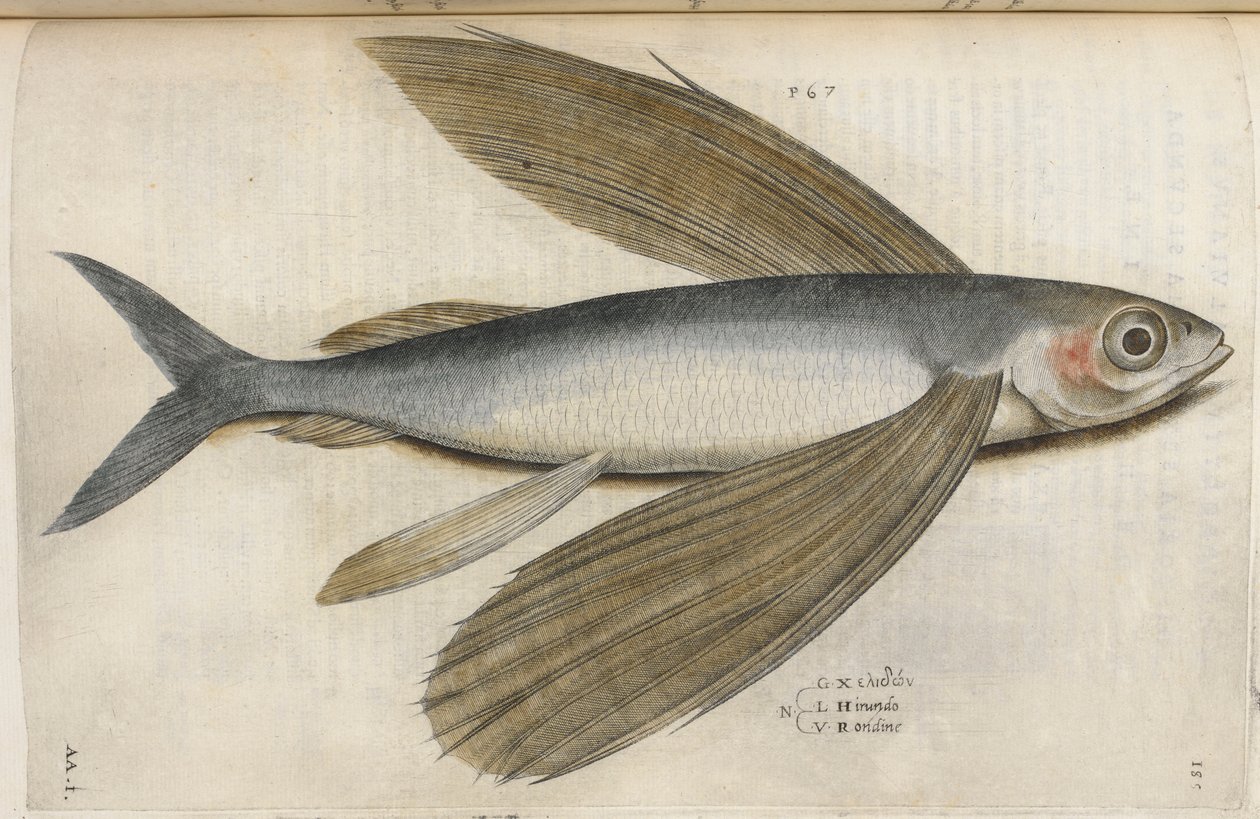 Létající ryba, ilustrace z „Aquatilium Animalium Historiæ liber primus“, od Ippolita Salvianiho od Italian School