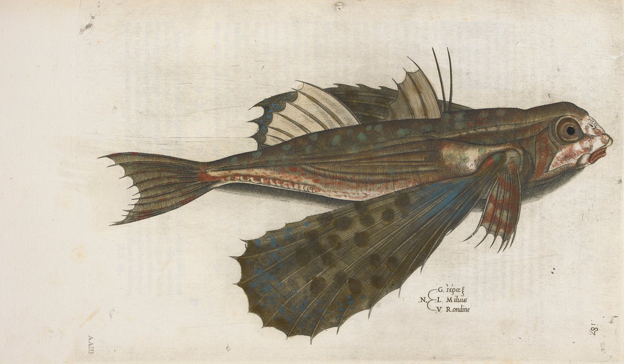 Létající ryba, ilustrace z „Aquatilium Animalium Historiæ liber primus“, od Ippolita Salvianiho od Italian School