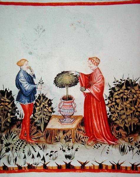 Fol.39v Shromáždění Basilicum Curatum, ilustrace z „Tacuinus Santiatis Code of Vienna“ (na pergamenu) od Italian School
