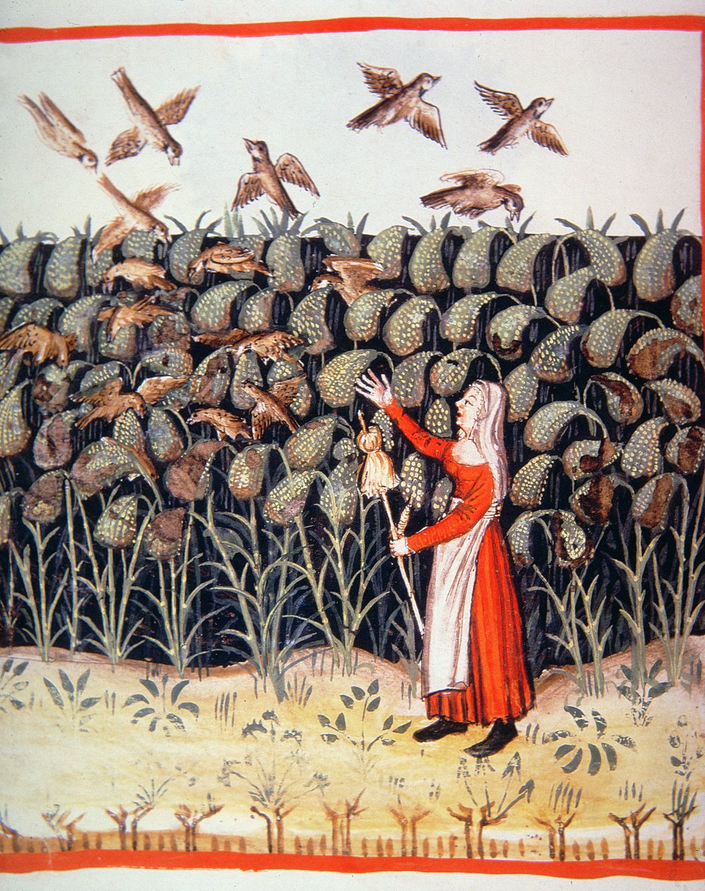 Fol.47 v Millet, ilustrace z Tacuinum Santiatis Codex Vindobonensis od Italian School