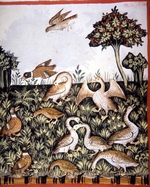 Fol.69v Kachny a husy, ilustrace z 