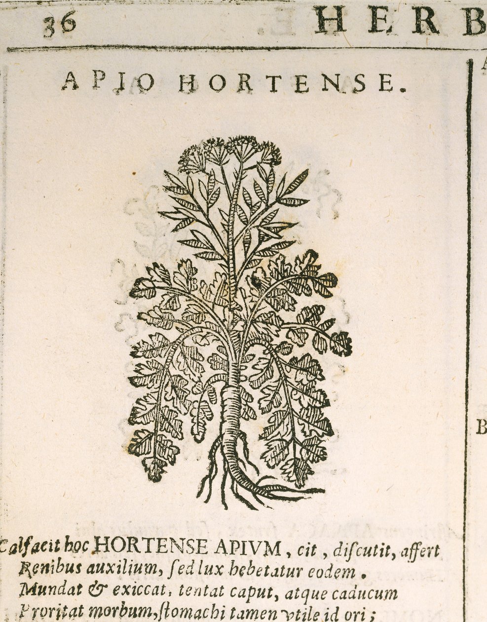 Petržel zahradní (Petroselinum crispum), rytina Castore Durante od Italian School