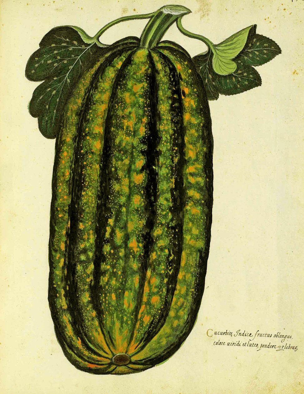Zelená podlouhlá dýně od Ulisse Aldrovandi (1522 – 1605) deska vydaná v Piante Fiori Frutti (ručně kolorovaná rytina). od Italian School