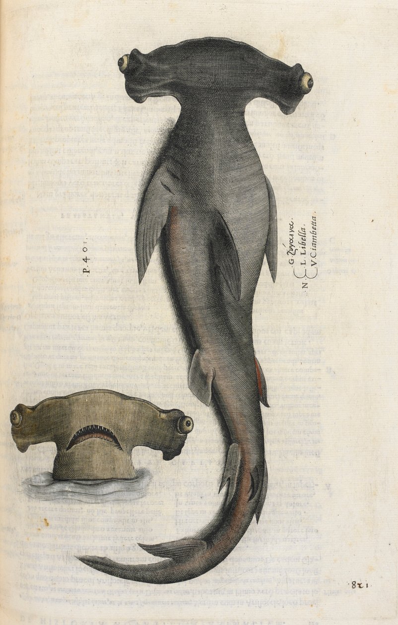 Žralok kladivoun, ilustrace z „Aquatilium Animalium Historiæ liber primus“, od Ippolita Salvianiho od Italian School