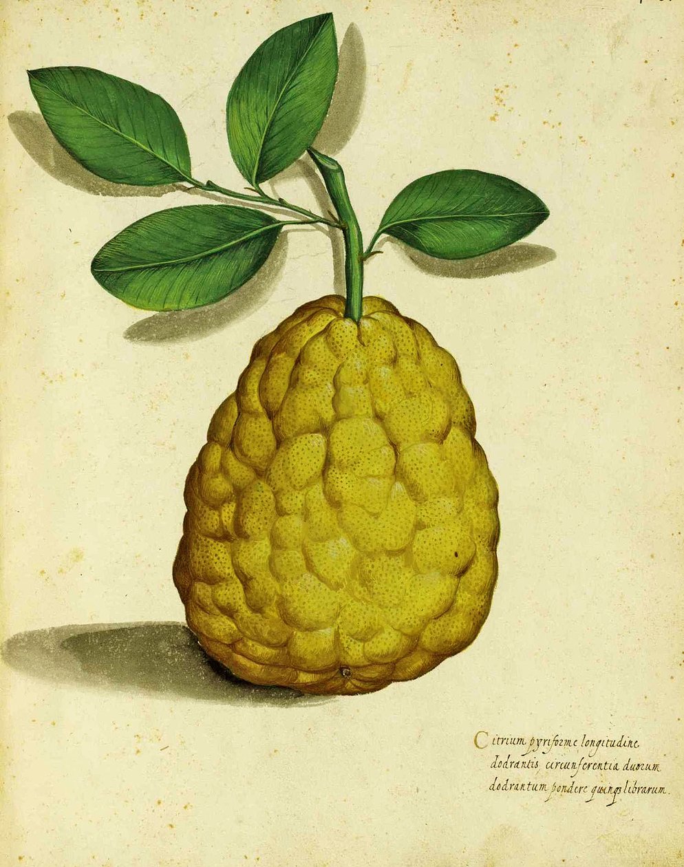 Heirloom Lemon od Ulisse Aldrovandi od Italian School