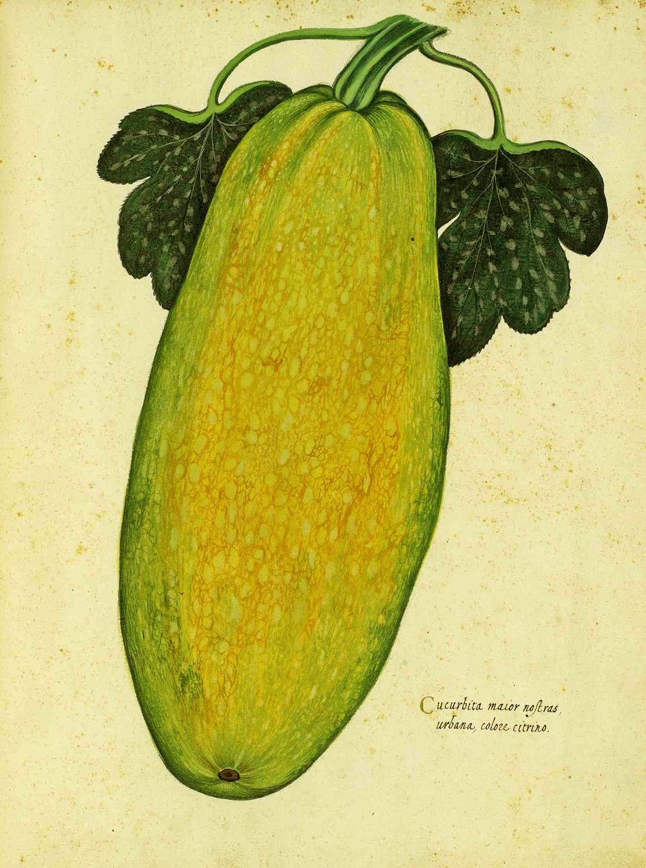 Heirloom Squash od Ulisse Aldrovandi od Italian School