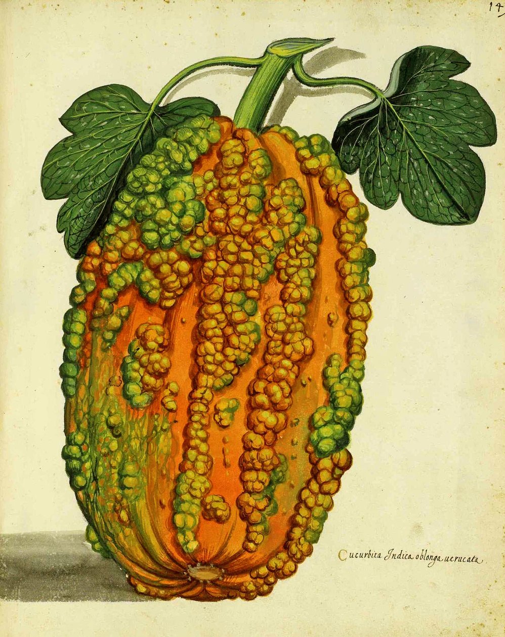 Heirloom Squash od Ulisse Aldrovandi od Italian School