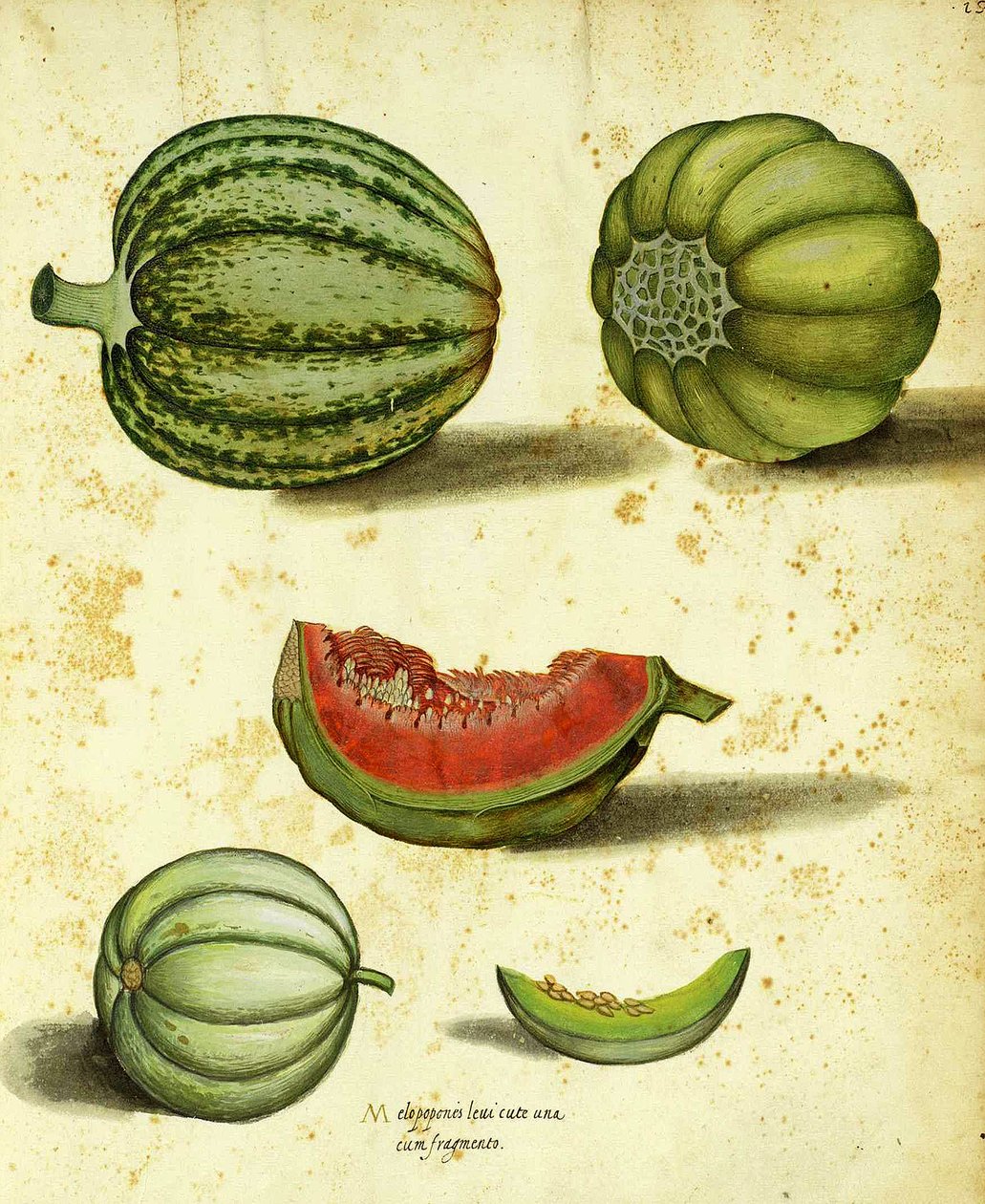 Heirloom Squash od Ulisse Aldrovandi od Italian School