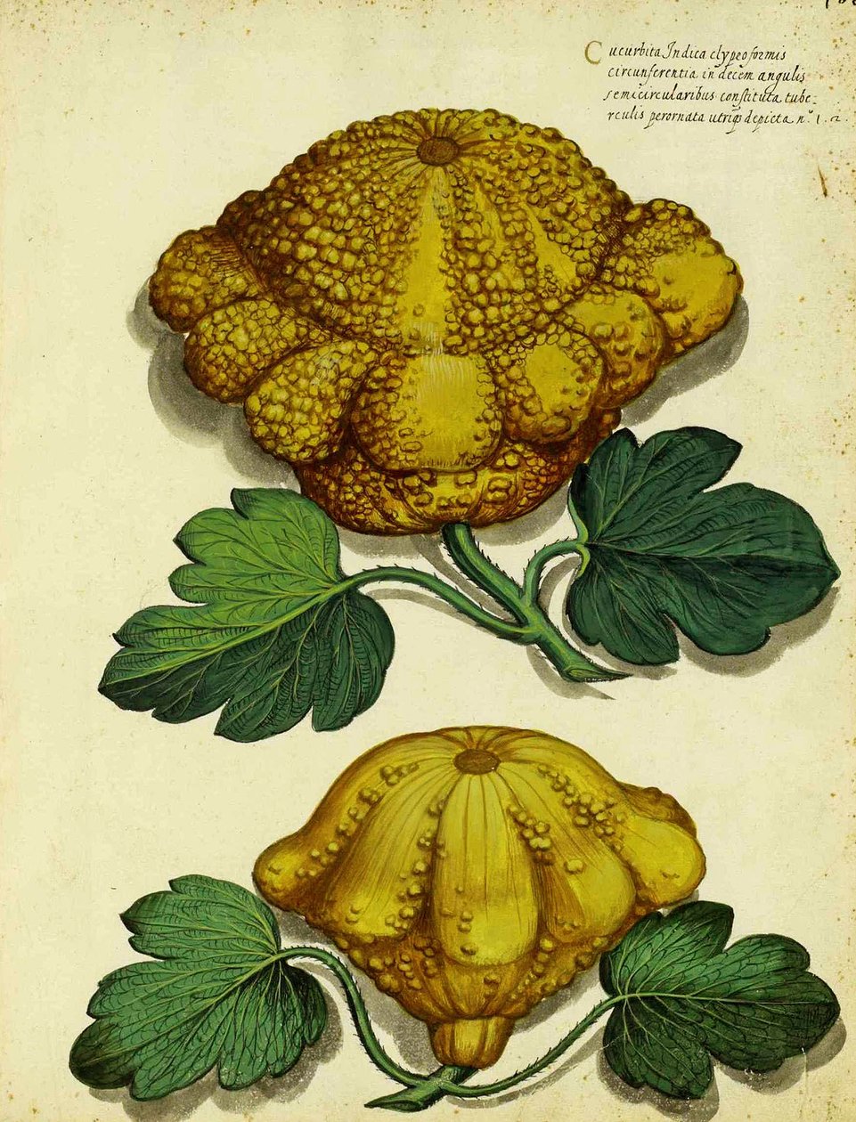 Heirloom Squash od Ulisse Aldrovandi od Italian School
