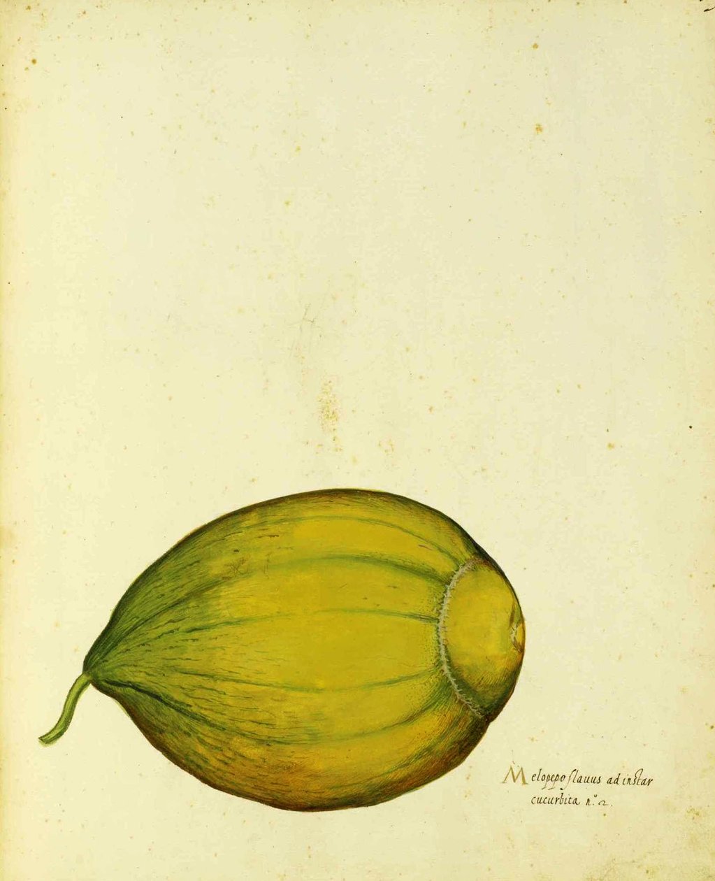 Heirloom Squash od Ulisse Aldrovandi od Italian School