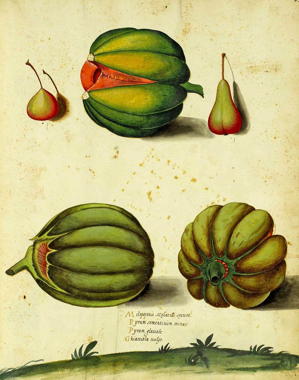 Heirloom Squash od Ulisse Aldrovandi od Italian School