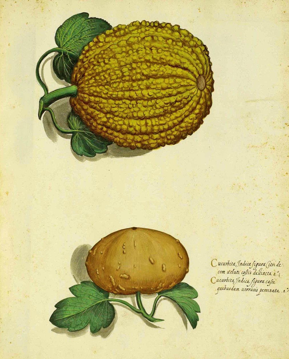Heirloom Squash od Ulisse Aldrovandi od Italian School