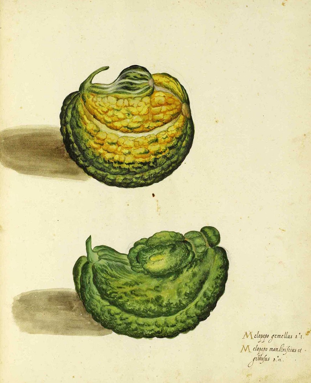 Heirloom Squash od Ulisse Aldrovandi od Italian School