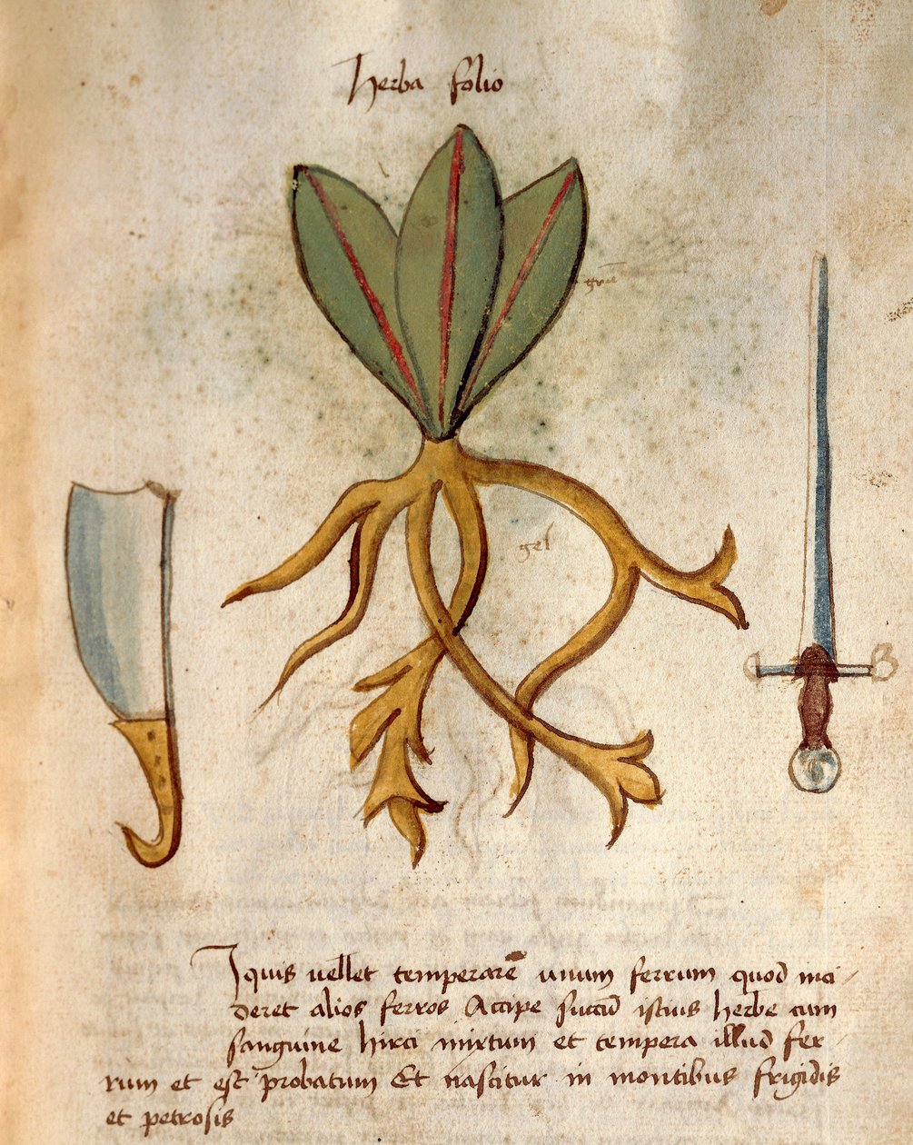 Herba Folio od Italian School
