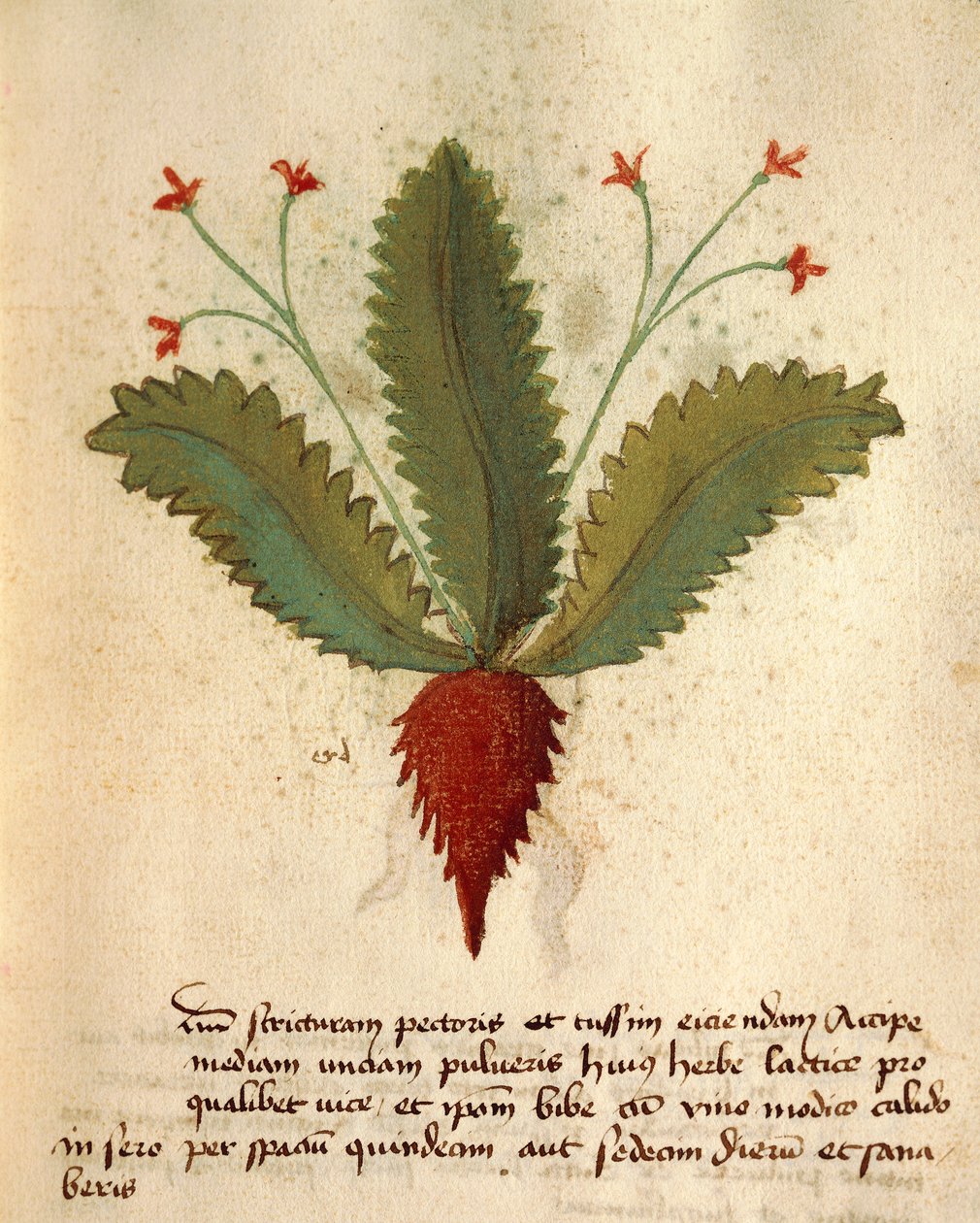 Herba Lactica od Italian School