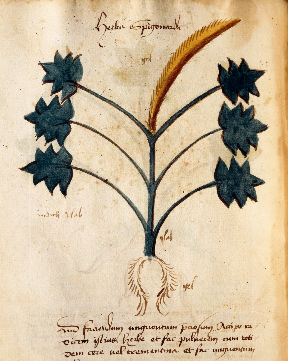 Herba Spigonardi od Orgione Rizzardo od Italian School