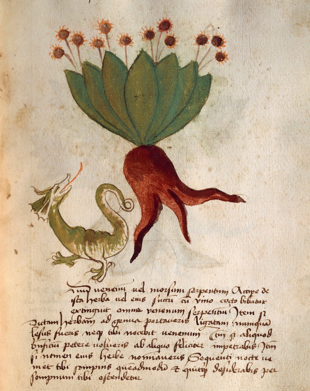 Herba Vermicularia od Italian School