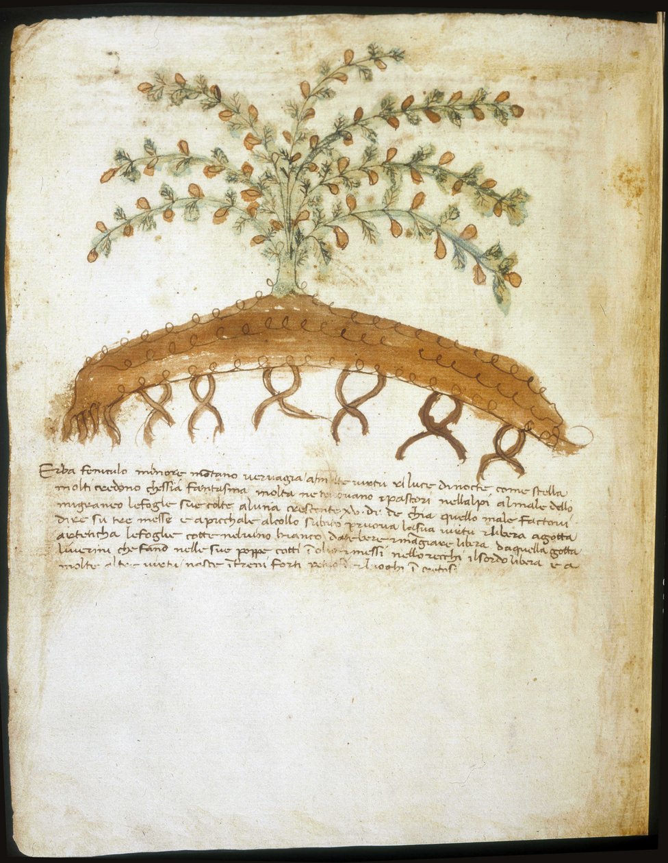 Herbář ze 14. století. Městská knihovna v Rimini. od Italian School