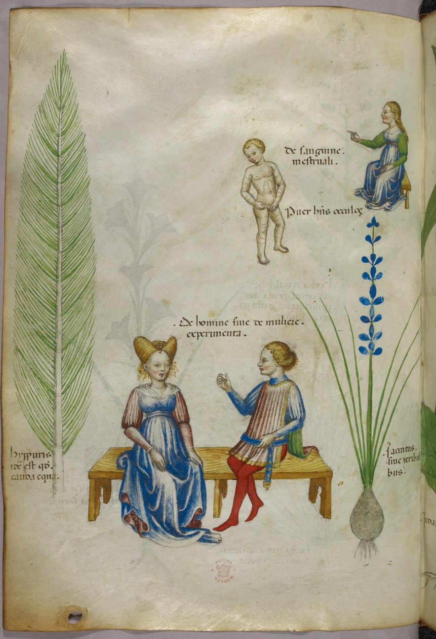 Ilustrace přesličky polní [hyppuris] a duhovky [ jacintus]; postavy znázorňující aspekty lidské sexuality, asi 1440 (tuš a barva na pergamenu) od Italian School
