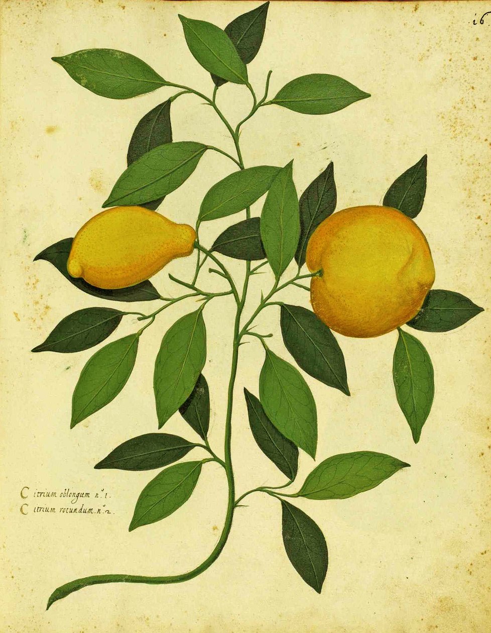 Talíř Italian Heirloom Lemon od Ulisse Aldrovandi (1522 – 1605) vydaný v Piante Fiori Frutti (ručně kolorovaná rytina). od Italian School