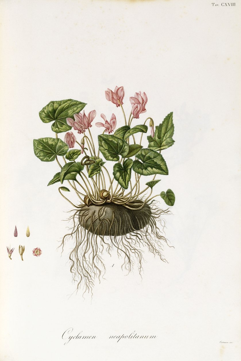 Brambořík břečťanový - Cyclamen neapolitanum, 1811-1838 od Italian School