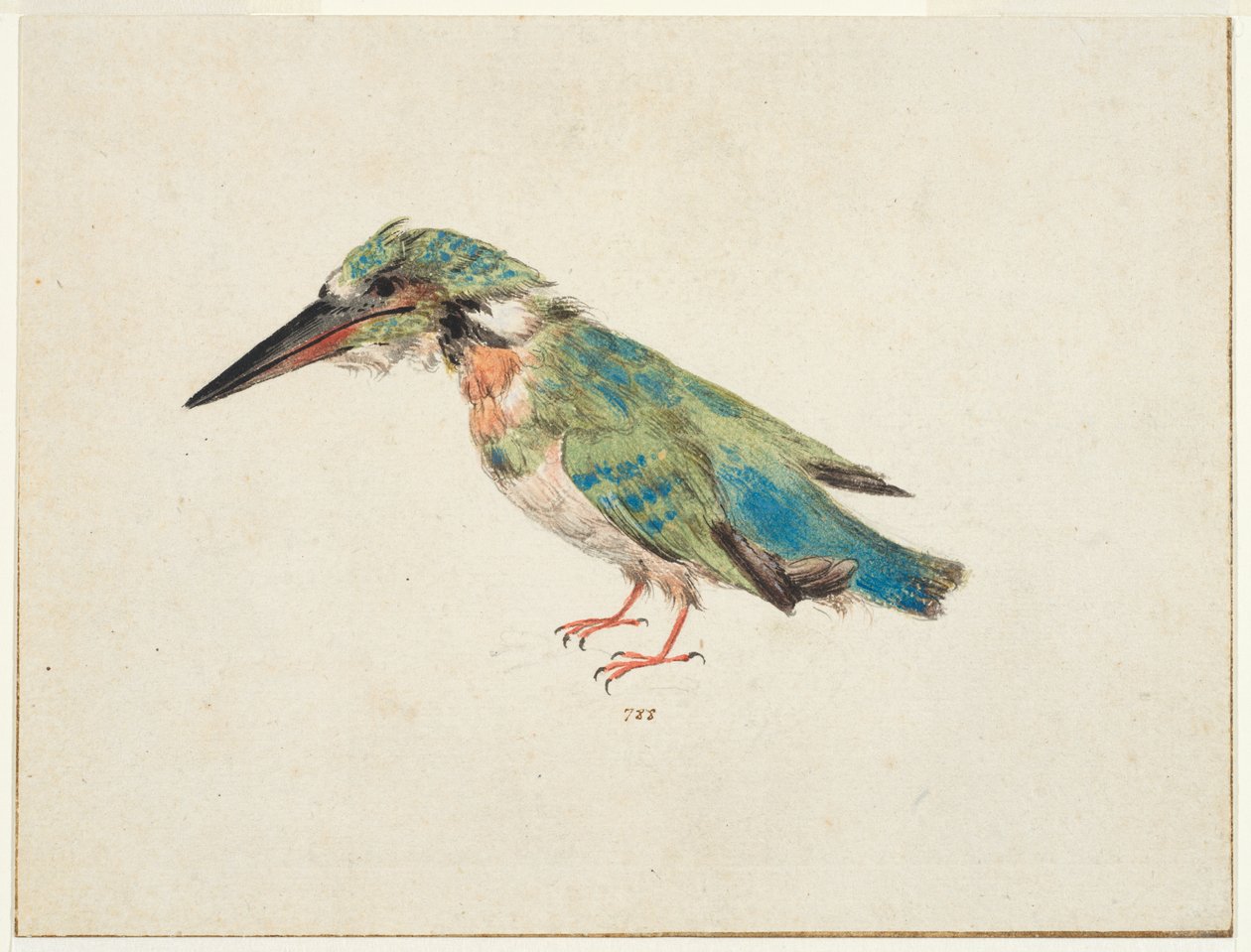 Kingfisher, c.1650-99 (černá křída, akvarel, tělová barva na položeném papíře, položený, s hnědým inkoustovým orámováním na třech okrajích) od Italian School