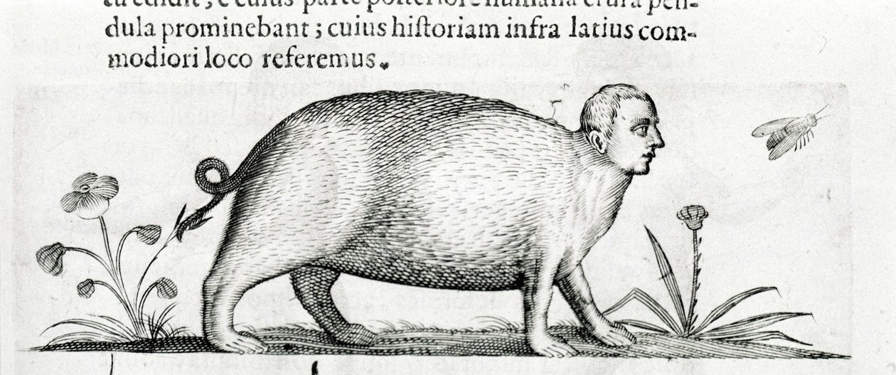 La manticore - ve druhé knize "O povaze příčin monster" od Fortunia Ačkoli od Italian School