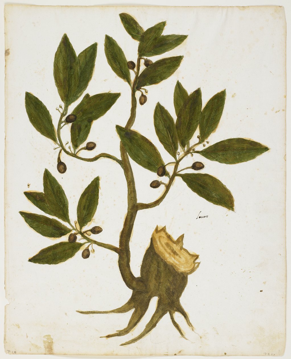 Vavřínový strom (Laurus nobilis) (wc a tempera na papíře) od Italian School