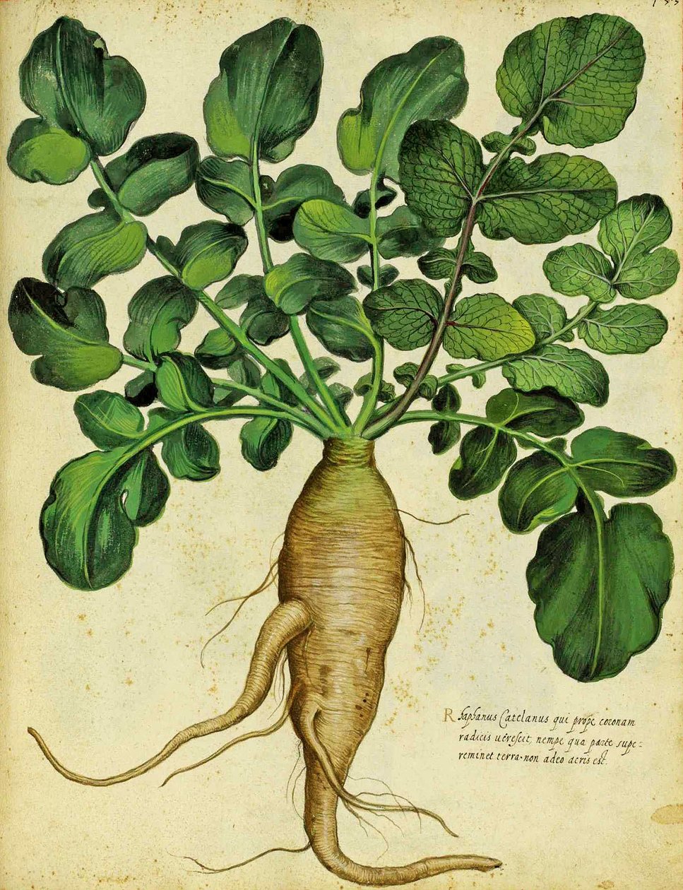 Dlouhá bílá ředkev od Ulisse Aldrovandi od Italian School