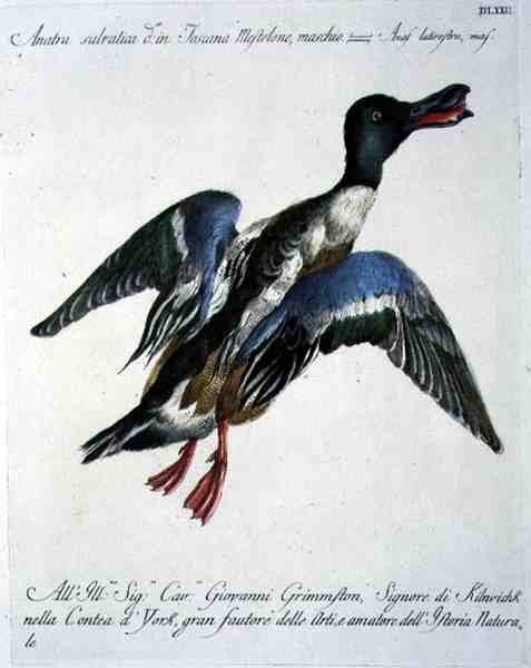 Mallard in Flight, c.1767-76 (ručně kolorovaná rytina) od Italian School