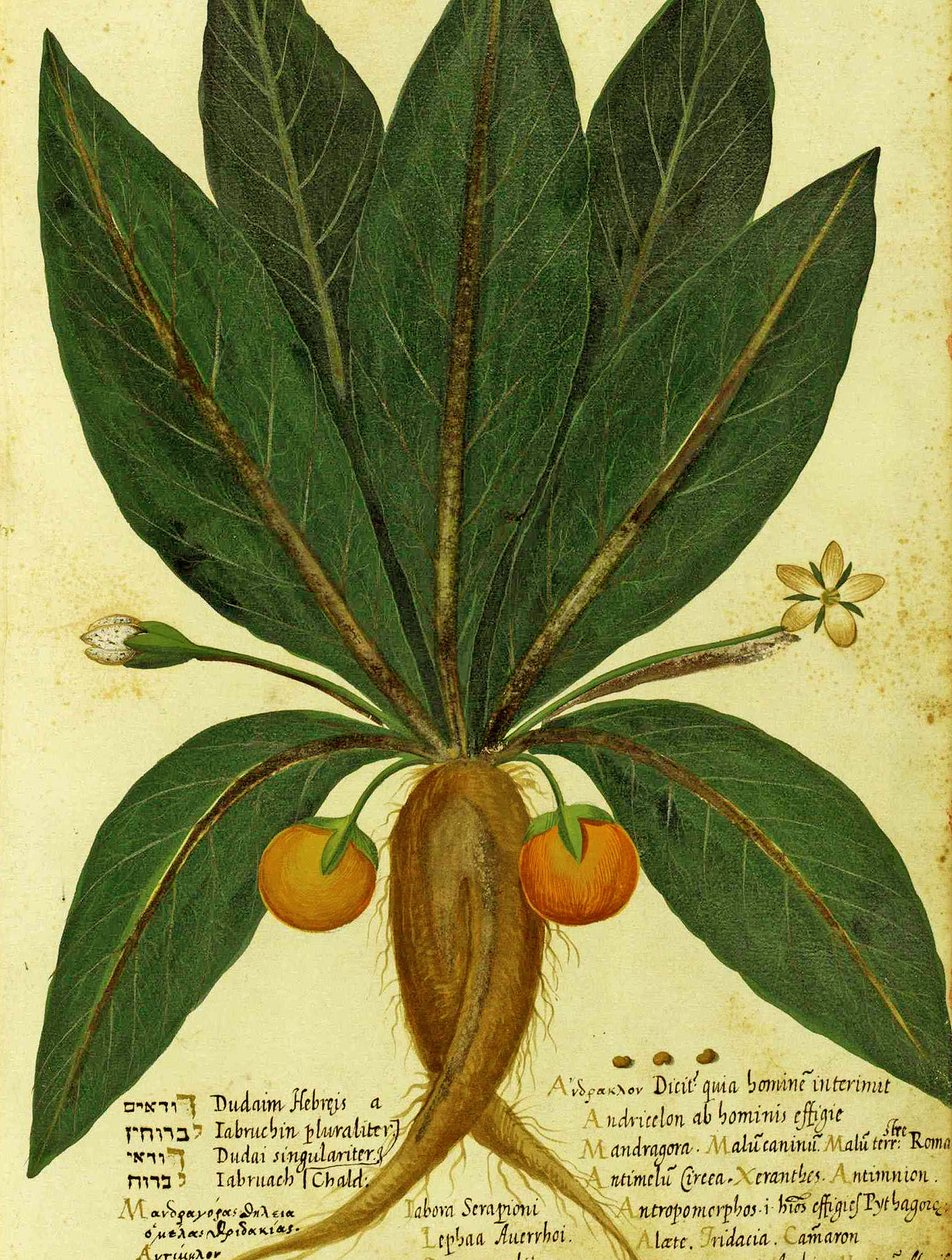 Mandrake od Ulisse Aldrovandi od Italian School