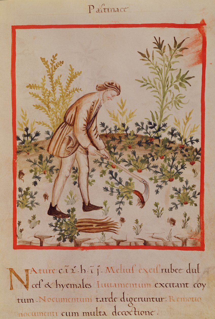 Ms.3054 fol.9 Sklizeň pastináku a mrkve, z 