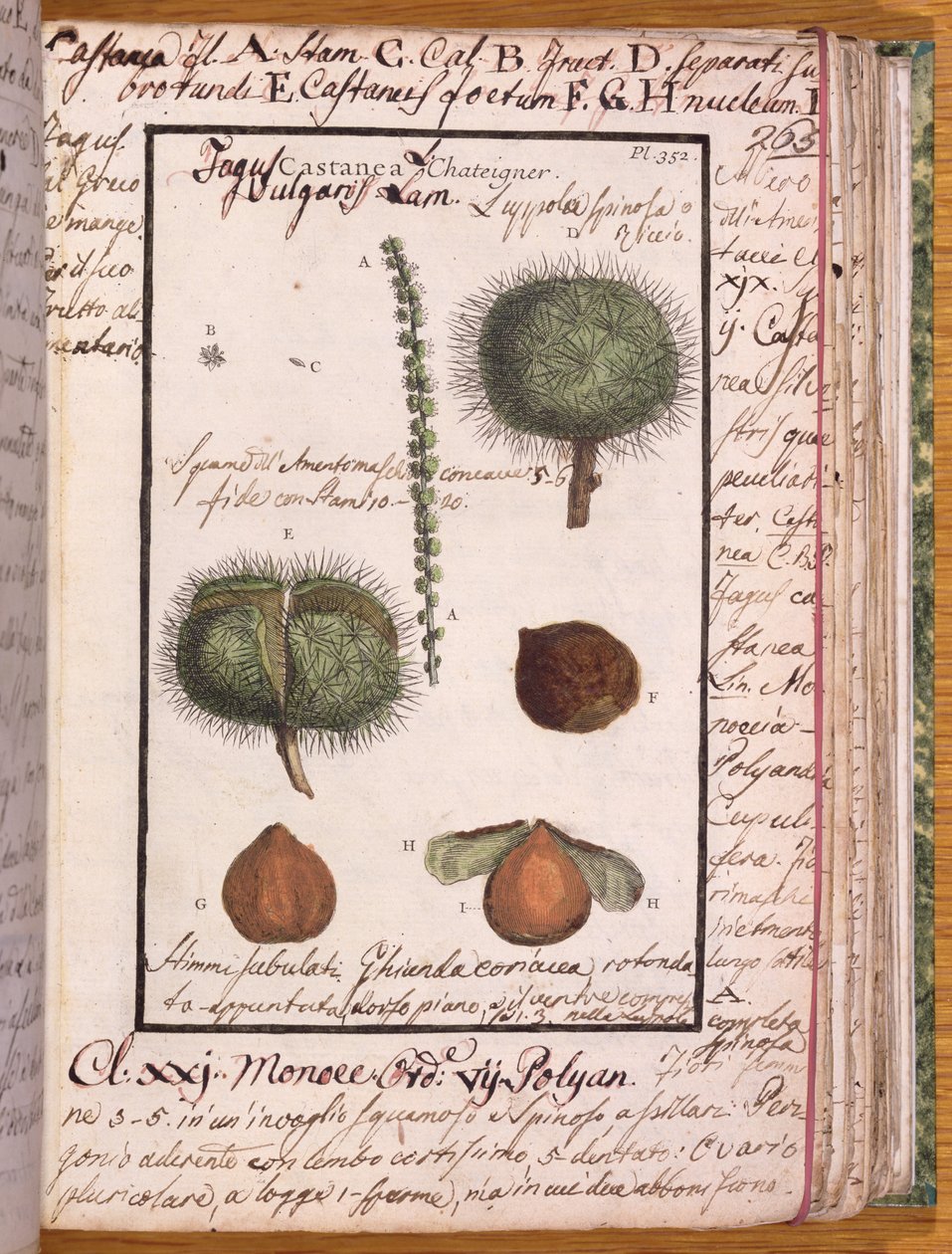 Ms 115 Chestnut, od Dizionario di Botanica (pero, inkoust a wc na papíře) od Italian School