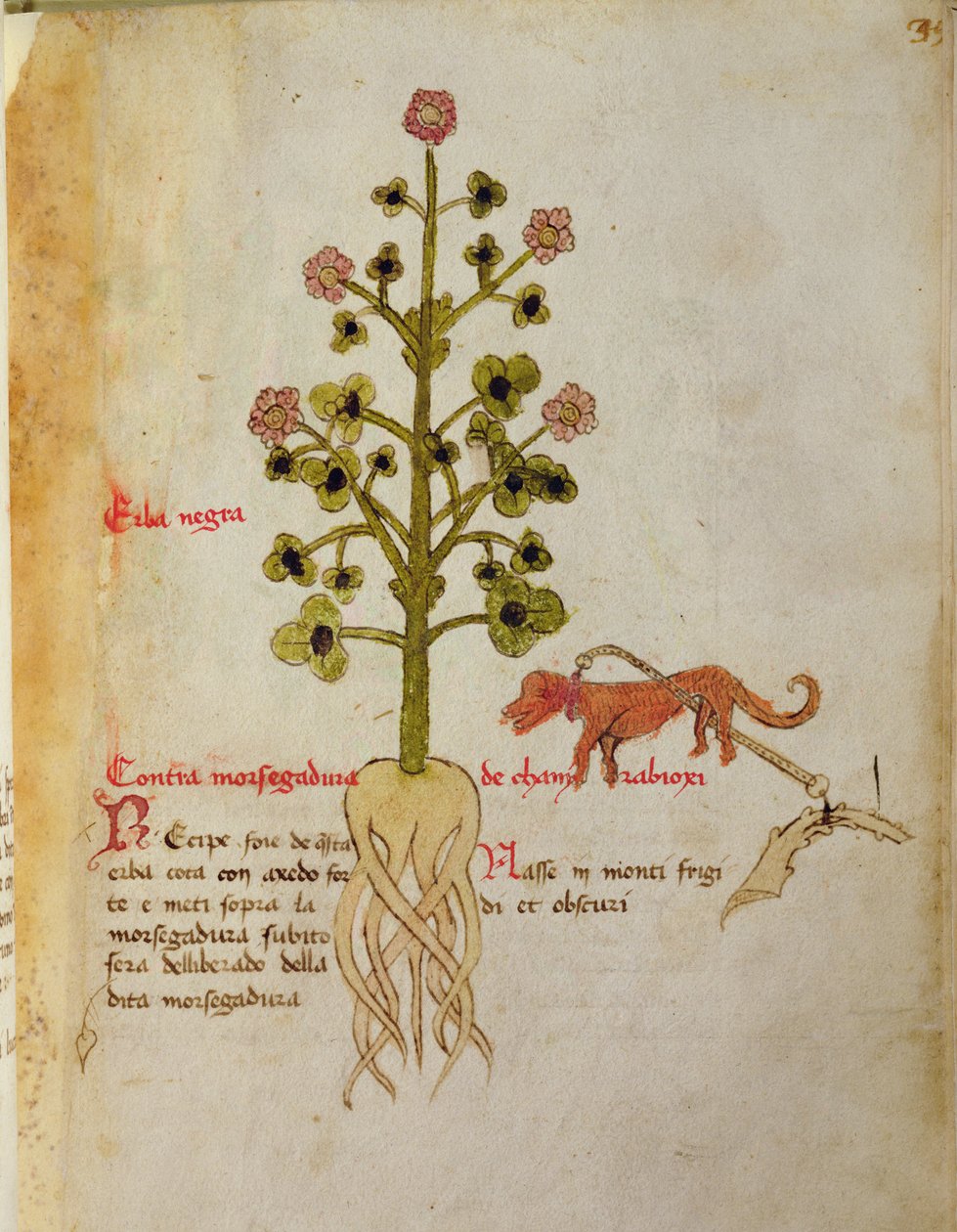 Ms 1591 Fol.38r Herba negra (vellum) od Italian School