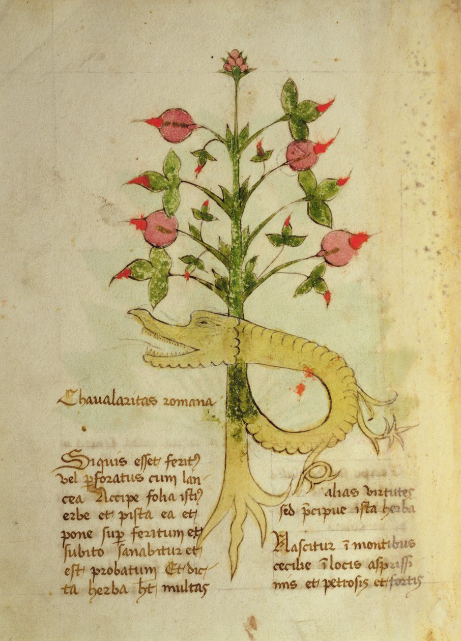 Ms 1591 Fol.6v Herba Chavalaritas Romana, pozdní 15. století (vellum) od Italian School