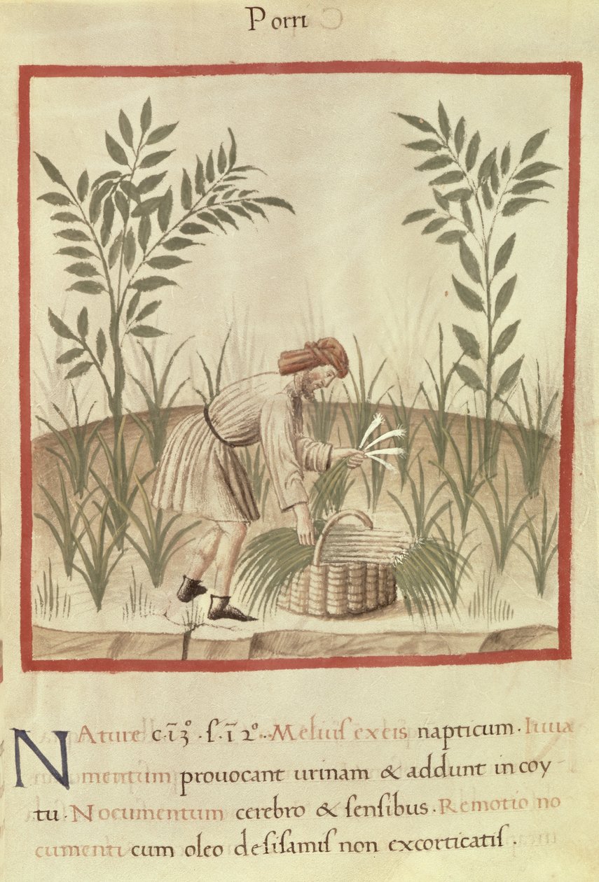 Ms 3054 f.22 Sklizeň pórku, z „Tacuinum Sanitatis“ (vellum) od Italian School