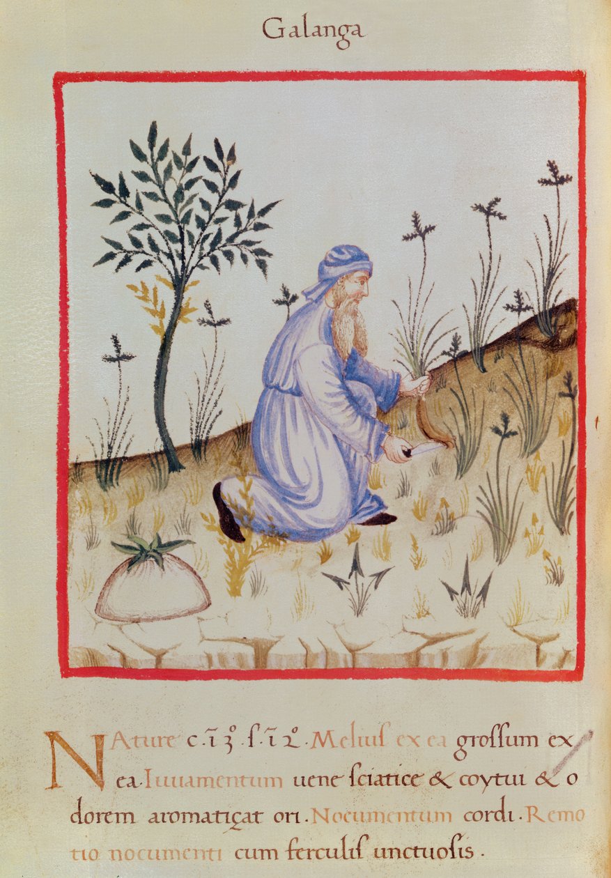 Ms 3054 f.22 Sklizeň galangalu, z „Tacuinum Sanitatis“ (vellum) od Italian School