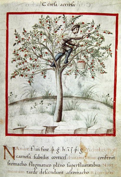 Ms 3054 f.25 Sběr třešní, od „Tacuinum Sanitatis“ (vellum) od Italian School