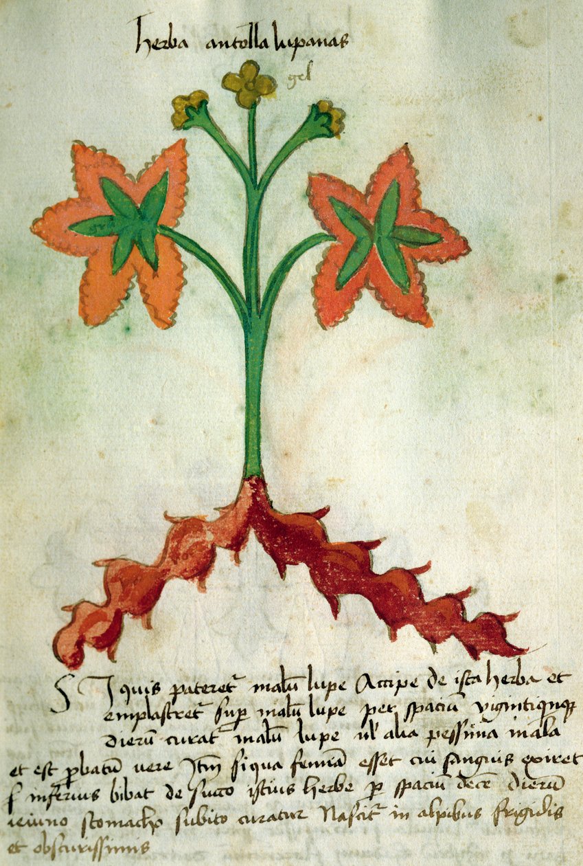 Paní 320 M Fol.13r Herba Antollas Lupanas, z „Knihy Herbarius spolu s metodami přípravy léků“ od Orgione Rizzarda od Italian School